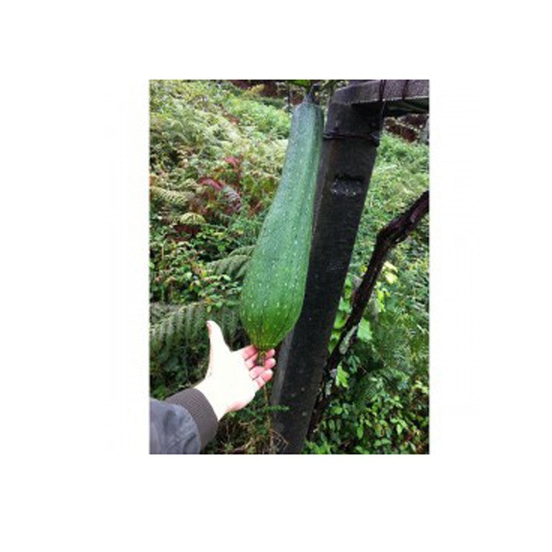 Planta de Lufa Natural