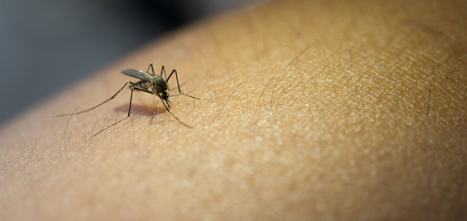 Antimosquitos Sin Tóxicos: Alternativas Naturales