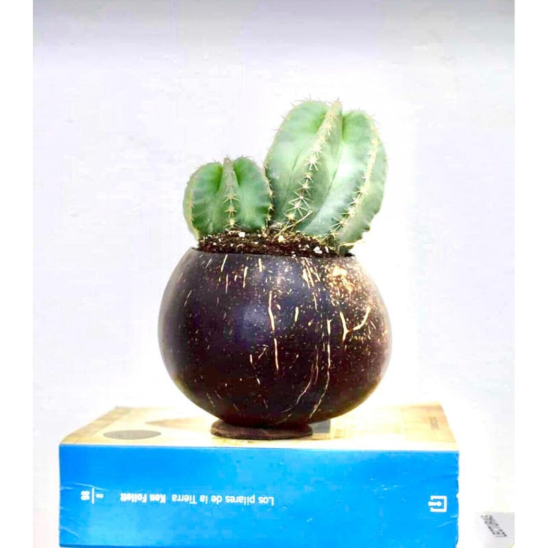 Maceta de Coco, vista frontal
